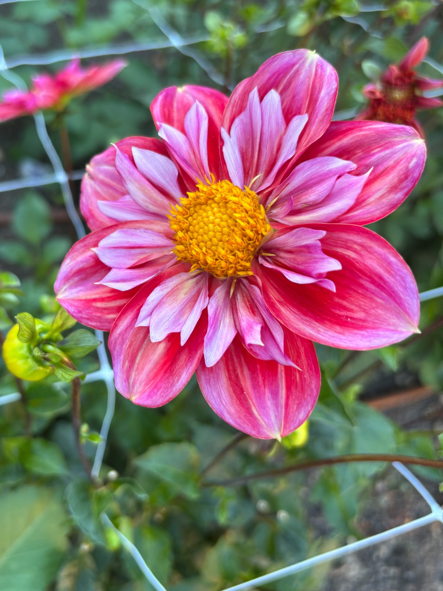 Dahlia : Sandia Bliss — ciderpress lane
